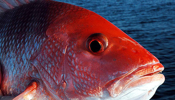2025 Gulf Red Snapper Season, Gulf of America, Florida, Fishing, Coastal Living, Real Estate